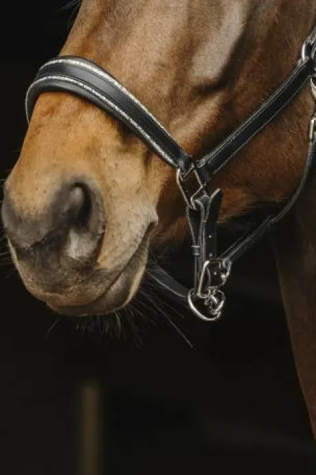 Licol en cuir Rock - Norton - Equirodi Cheval