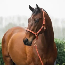 Licol et longe Deluxe - HORKA - Rembourré en mesh