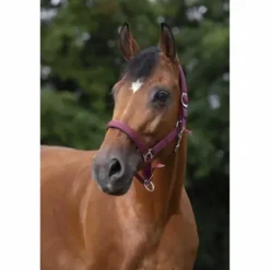 Licol NORTON - Doublé néoprène