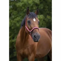 Licol NORTON - Doublé néoprène