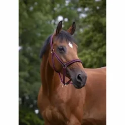 Licol NORTON - Doublé néoprène