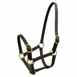 Licol Norton Club cuir havane pour poulain