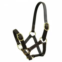 Licol Norton Club cuir havane pour poulain