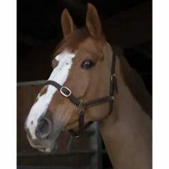 Licol Norton Club cuir havane pour poulain