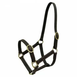 Licol Norton Club cuir havane pour poulain