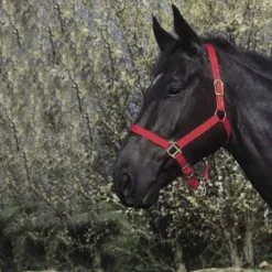 Licol nylon - Riding World - Confort réglable