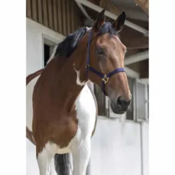 Licol nylon - Riding World - Confort réglable