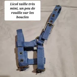 Licol taille mini voir très mini