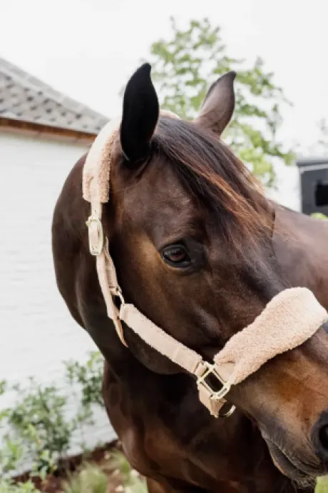 Licol Teddy Fleece - Kentucky