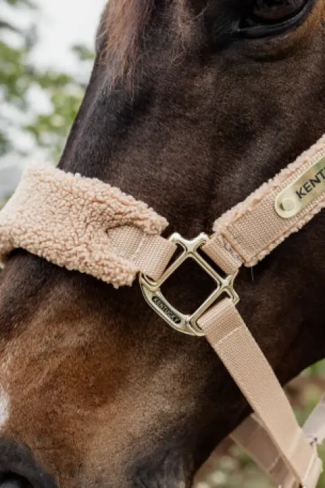 Licol Teddy Fleece - Kentucky