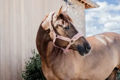 Licol Teddy Fleece - Kentucky