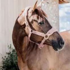 Licol Teddy Fleece - Kentucky