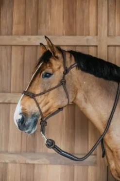 Licol éthologique - Dy'on