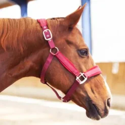 Licol Velvet - Equestre