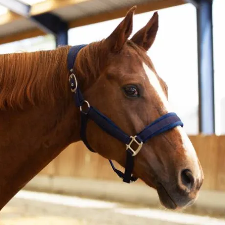 Licol Velvet - Equestre