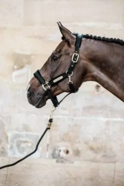 Licol Velvet - Kentucky