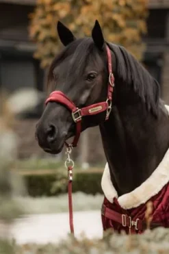 Licol Velvet Bordeaux - Kentucky
