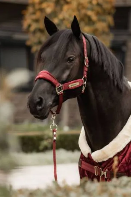 Licol Velvet Bordeaux - Kentucky