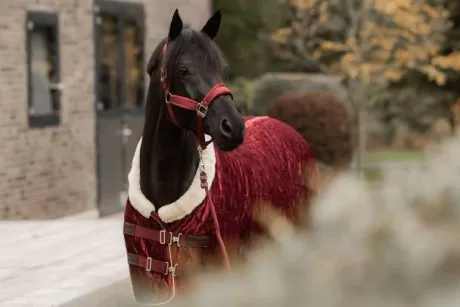 Licol Velvet Bordeaux - Kentucky