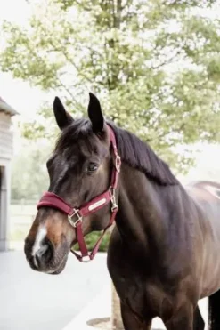 Licol Velvet Bordeaux - Kentucky