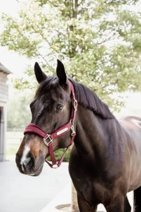 Licol Velvet Bordeaux - Kentucky
