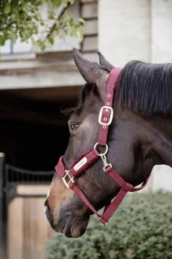 Licol Velvet Bordeaux - Kentucky