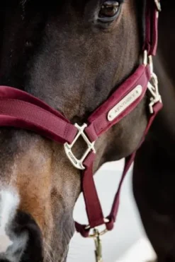 Licol Velvet Bordeaux - Kentucky