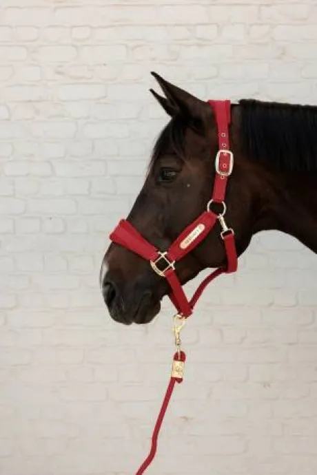 Licol Velvet Rouge - Kentucky - Détails en velours