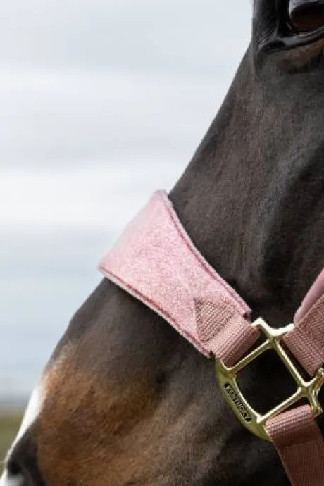 Licol velvet unicorn glitter - Kentucky - velours doux