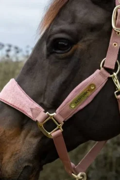 Licol velvet unicorn glitter - Kentucky - velours doux