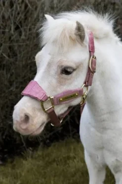 Licol velvet unicorn glitter - Kentucky - velours doux