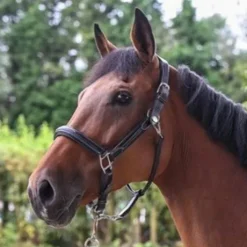 Licol wednesday - Collection Week - Jump in