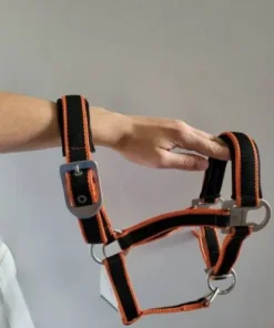 licole plus longe equitheme