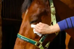 Lingettes Easy Shine Wipe - Ravene