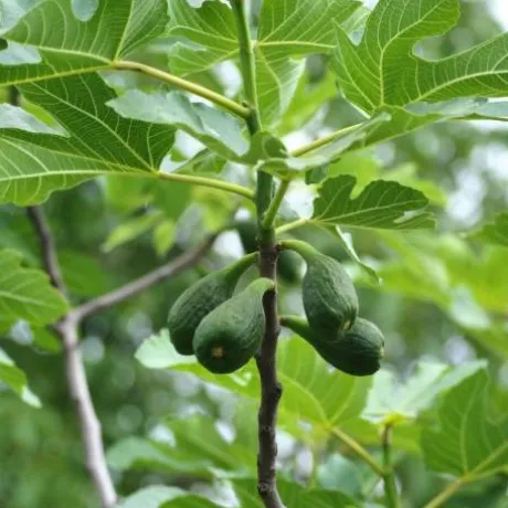 Macérat de bourgeon de Figuier - Horse Remedy