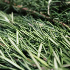 Macérat de bourgeon de Romarin - Horse Remedy