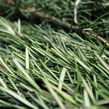 Macérat de bourgeon de Romarin - Horse Remedy