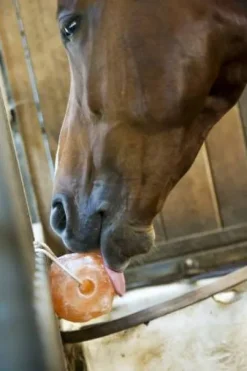 Pierre à sel de l'himalaya - Hippotonic