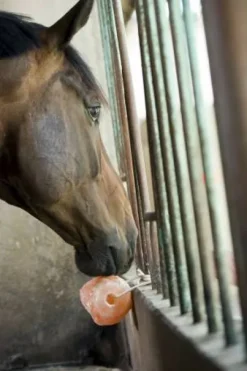 Pierre à sel de l'himalaya - Hippotonic