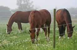 Premium Horse Wire 250 m - Fil d'acier solide 2,5 mm