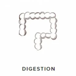 ProbioGuts - 15 kg - Stable Guts - Probiotiques BIO