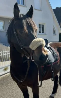 Side pool taille COB