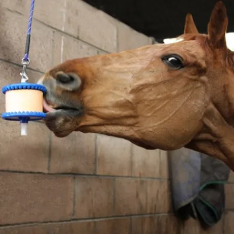 Support pour pierre à lécher - LIKIT