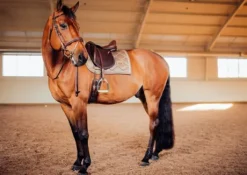 Tapis de selle CHAMPAGNE - Equestrian Stockholm