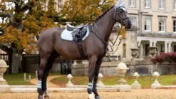 Tapis de selle close contact square - Lemieux - suédine