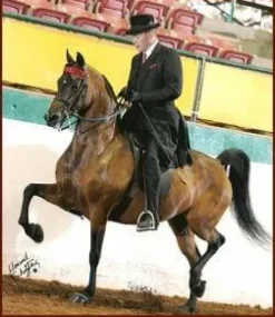 Tapis de selle en forme Wither Free ThinLine