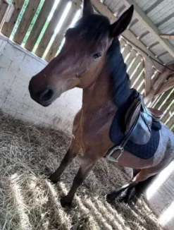 Tapis de selle réversible