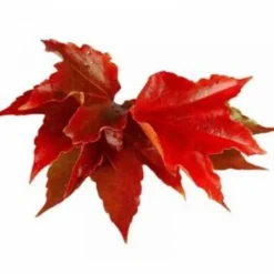 Vigne Rouge - Horse Remedy